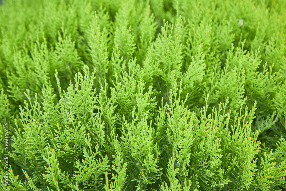 Thuja occidentalis, or eastern arborvitae close-up. texture background.. Thuja occidentalis, or eastern arborvitae close-up. texture background..