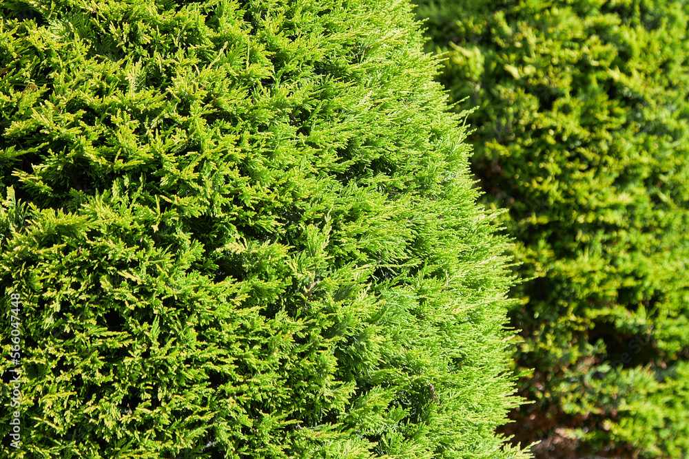 Thuja occidentalis, or eastern arborvitae close-up. texture background ...