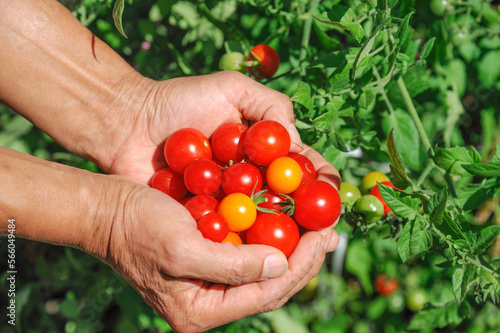 A man farmer holds cherry tomatoes in his hands