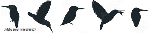 Kingfisher bird silhouette. Isolated kingfisher bird on white background