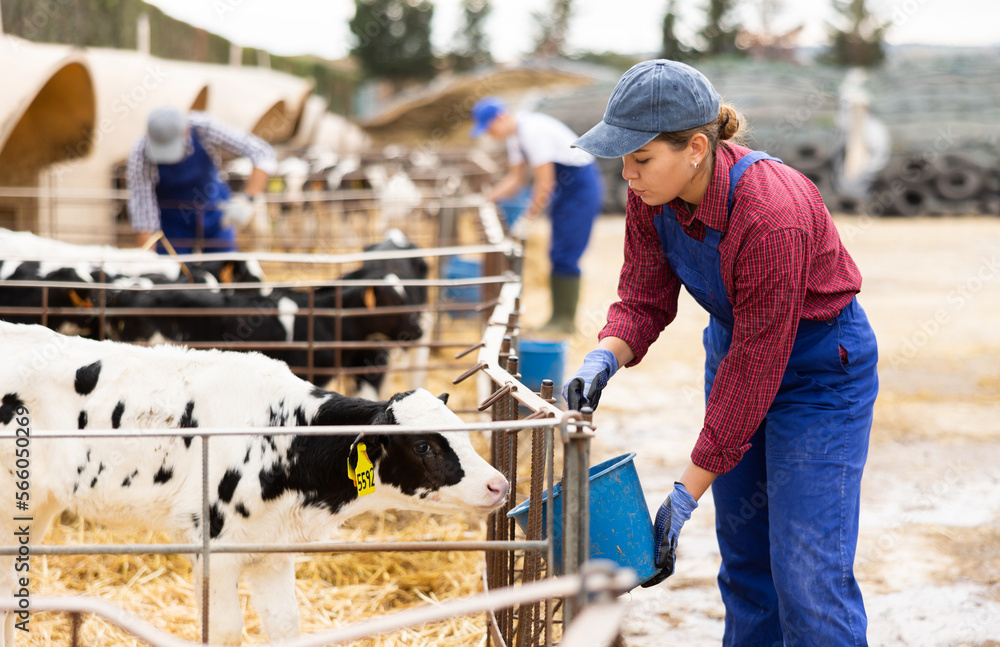 Φωτογραφία Young female farmer in overalls carrying bucket of water to get calves drinking