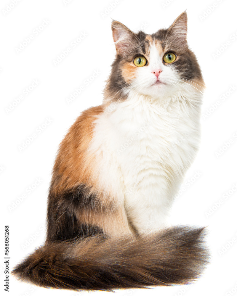 Fluffy long hair cat sitting isolated on the white background