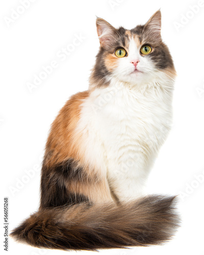 Fluffy long hair cat sitting isolated on the white background © Liza