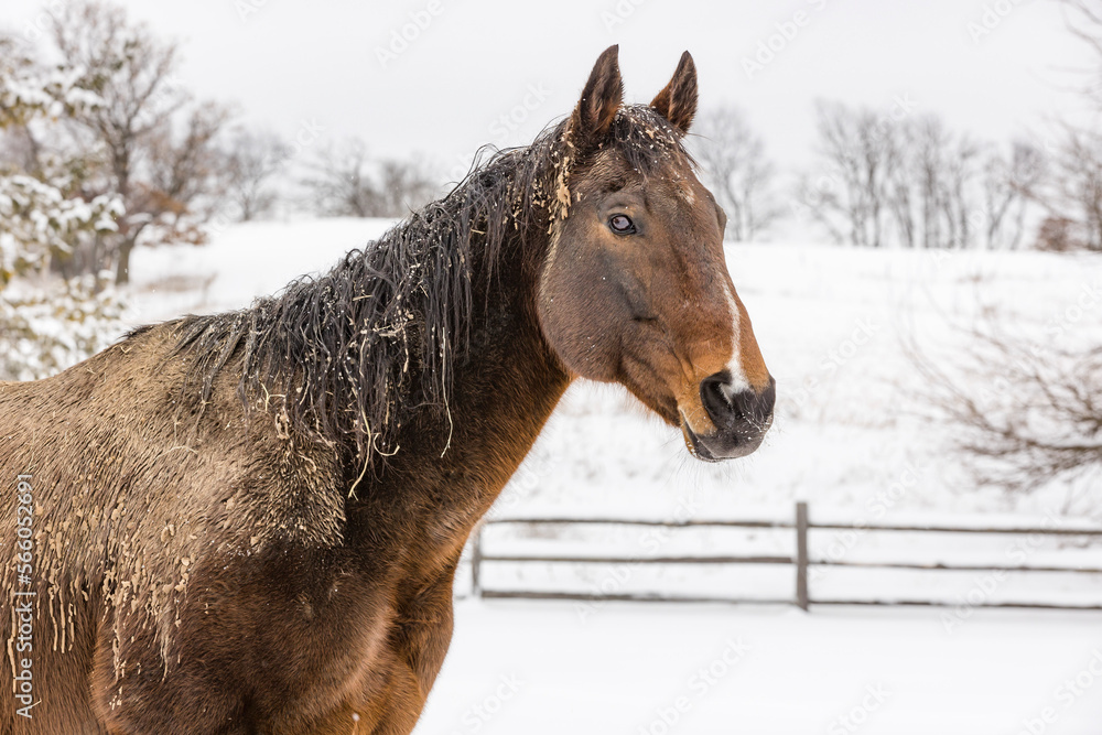 Φωτογραφία The head and neck of a brown horse who has rolled in sand on a wet, snowy day outdoors