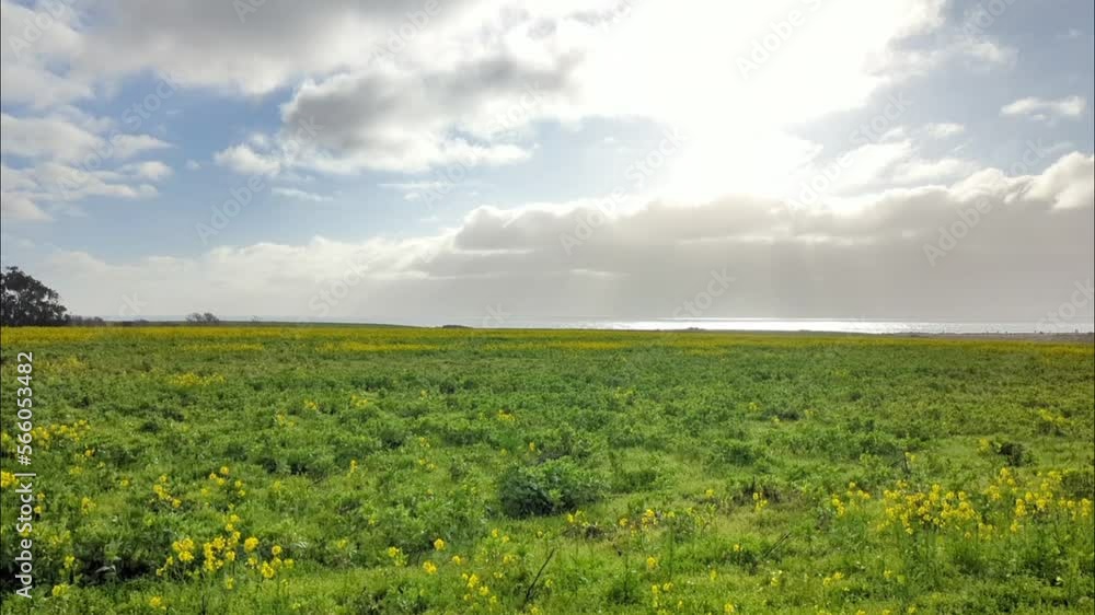 Half Moon Bay farmland, farm field landscape, wildflower farm field, Half Moon Bay coastal farm field Half Moon Bay farmland, farm field landscape, wildflower farm field, Half Moon Bay coastal farm field