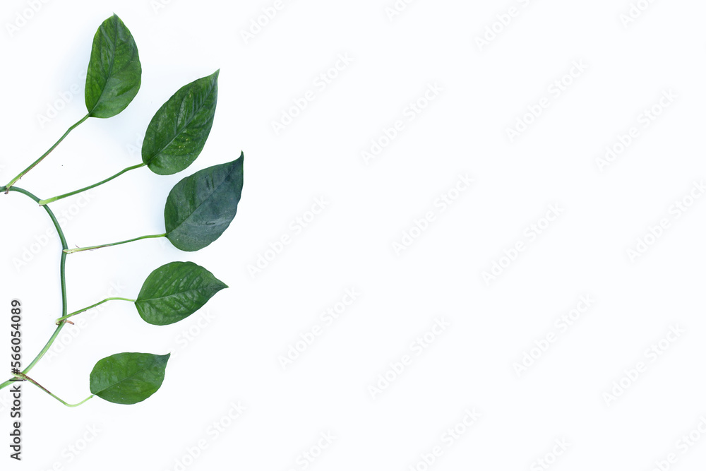 Monstera adansonii or monstera deliciosa liebm leaves on white background. Copy space Monstera adansonii or monstera deliciosa liebm leaves on white background. Copy space