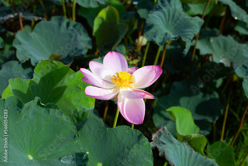 Pink lotus flower blooming in pond with green leaves