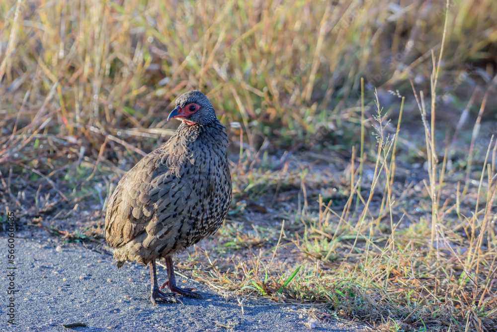 Swainson's spurfowl or Swainson's francolin is a species of bird in the family Phasianidae. Swainson's spurfowl or Swainson's francolin is a species of bird in the family Phasianidae.