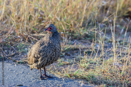 Swainson's spurfowl or Swainson's francolin is a species of bird in the family Phasianidae. © Racoonbtc