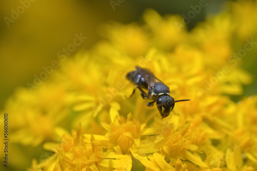 Yellow-faced bee  masked bee  Hylaeus bee  sitting and drinking nectar on goldenrod  flowers.