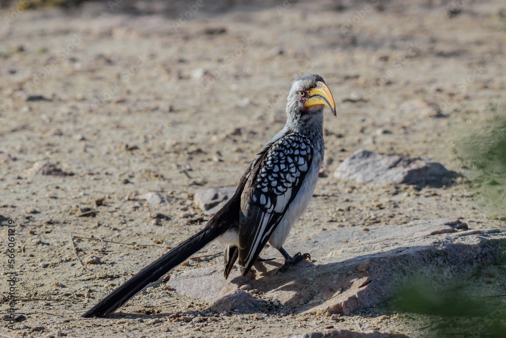 The red-billed hornbills are a group of hornbills found in the savannas and woodlands of sub-Saharan Africa. The red-billed hornbills are a group of hornbills found in the savannas and woodlands of sub-Saharan Africa.