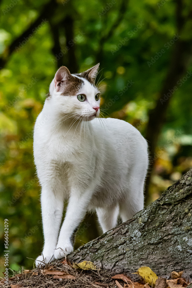 chat domestique