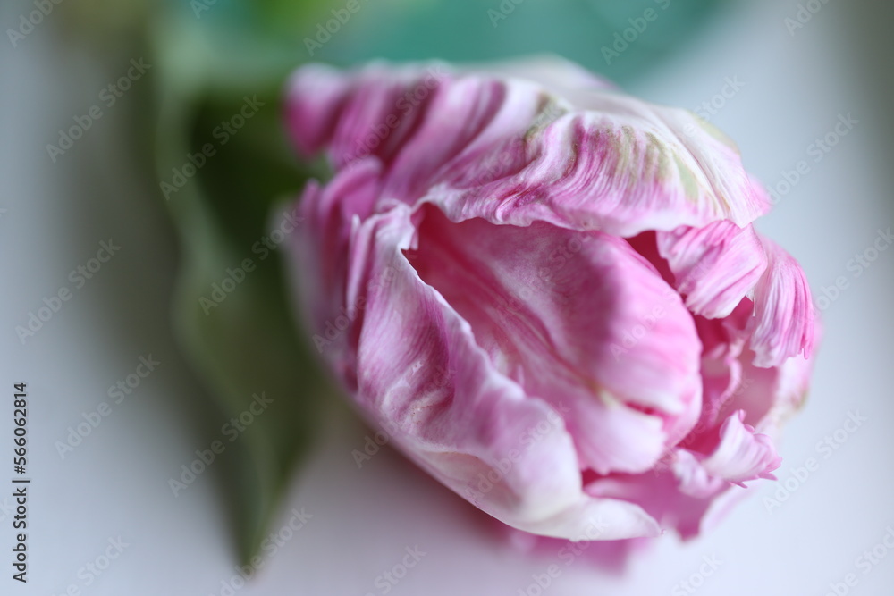 Fototapeta premium Tulip, pink, parrot tulip, flower, frill, vintage, romance, Valentine's Day, St. Valentine's Day, Valentine, love