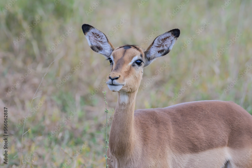 Impalas are medium-sized antelopes that roam the savanna and light woodlands of eastern and southern Africa. Impalas are medium-sized antelopes that roam the savanna and light woodlands of eastern and southern Africa.