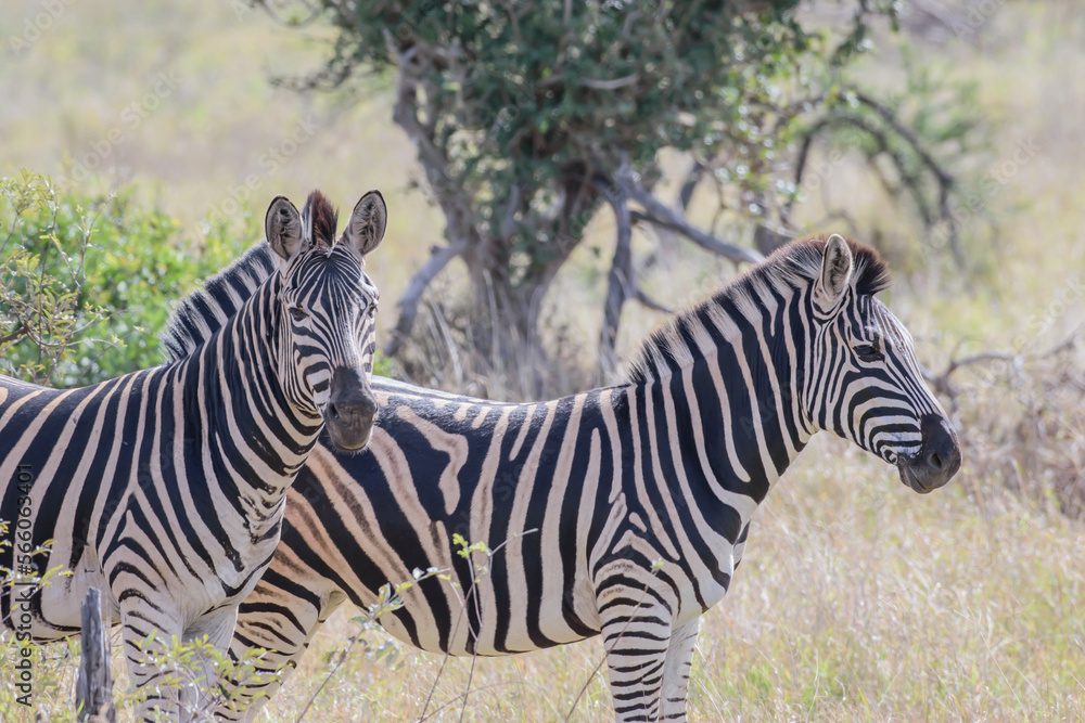 Zebras are African equines with distinctive black-and-white striped coats. Zebras are African equines with distinctive black-and-white striped coats.