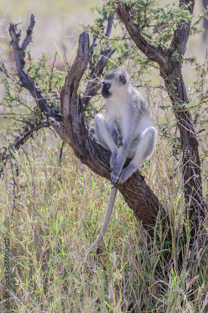 Obraz premium The vervet monkey, or simply vervet, is an Old World monkey of the family Cercopithecidae native to Africa..
