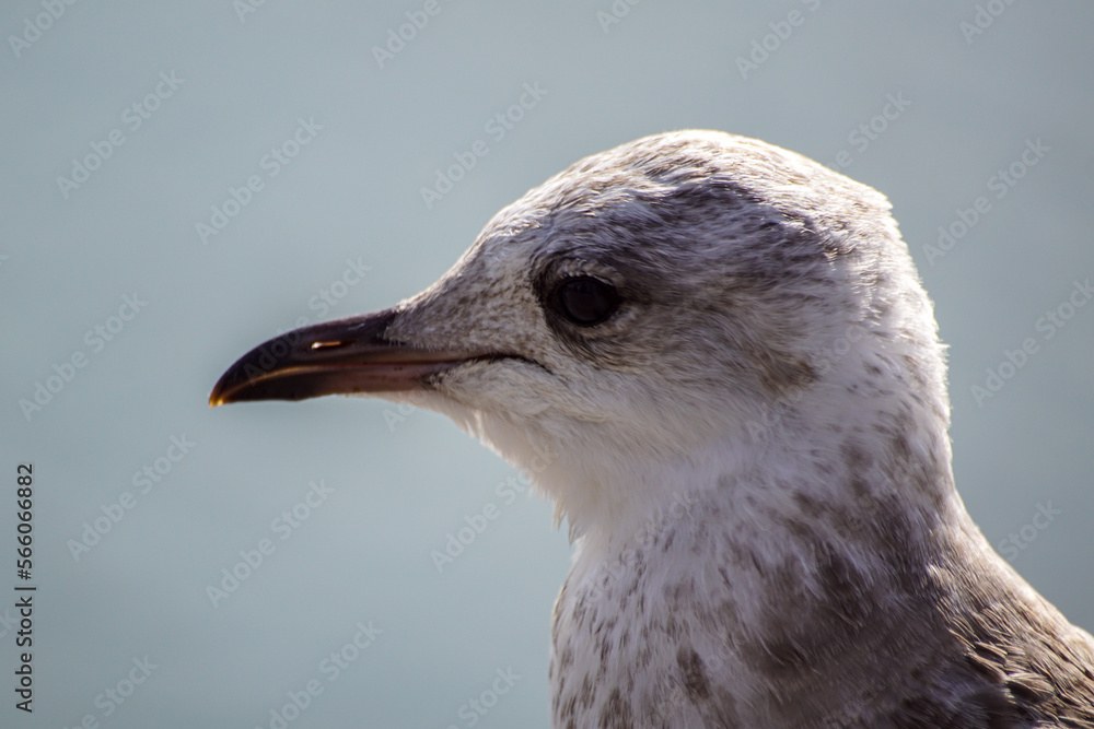 bird of prey bird of prey