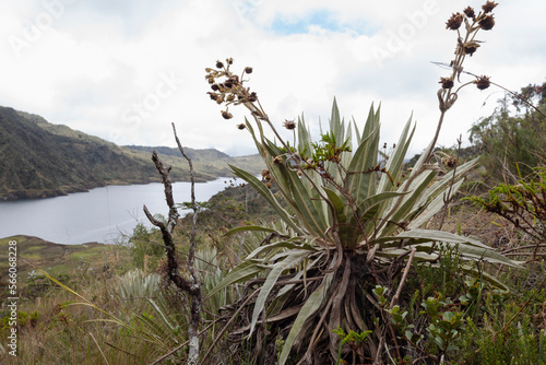 Frailejon plant with andean landscape at background in sunny day photo