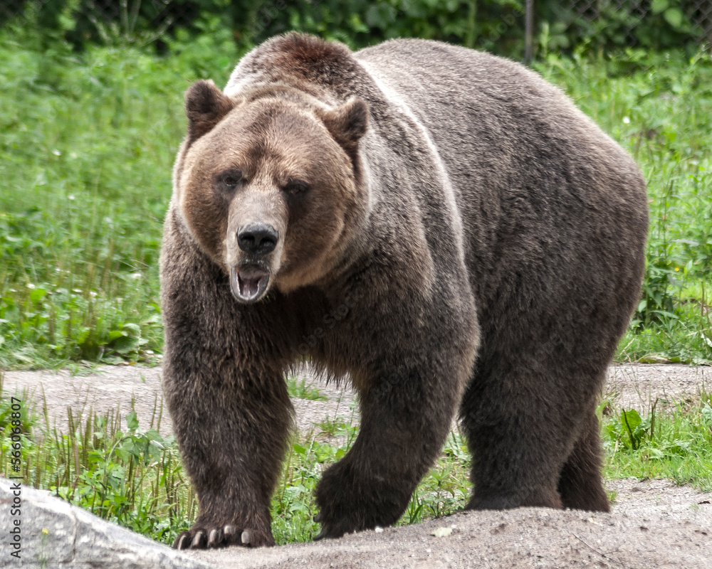 Bear Bear