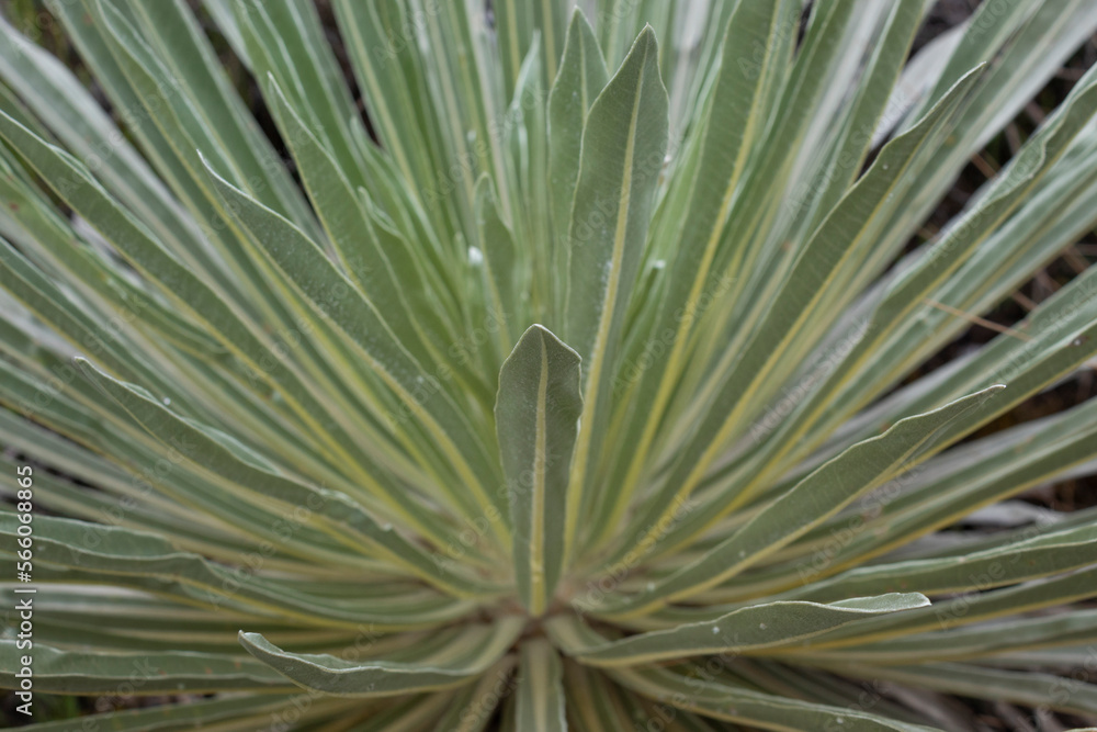 Fototapeta premium Macro photo of frailejon plant leaves with rain drops at south american paramo ecosystem