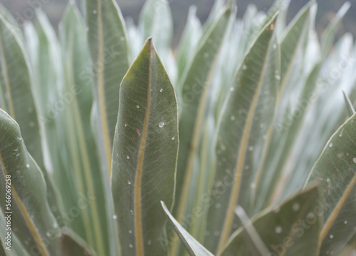 Close up to a espeletia frailejon paramo plant leaves with raindrops photo