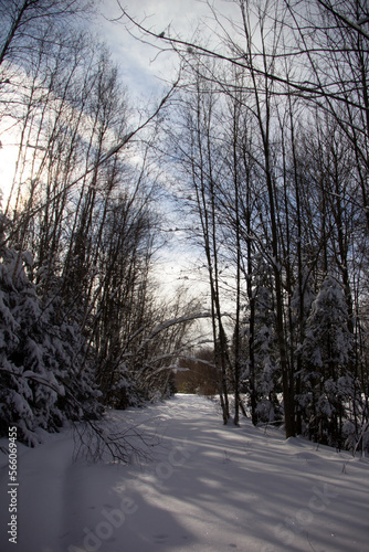 Path in a snowy forest