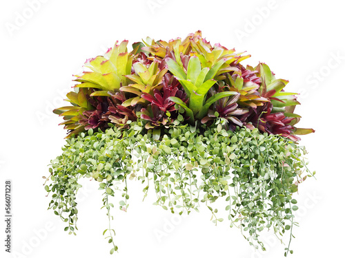 Fotografija Clumping of Bromeliad Plants and Lens-shaped leaves of button orchid (Dischidia nummularia) or String of Nickles isolated on white background