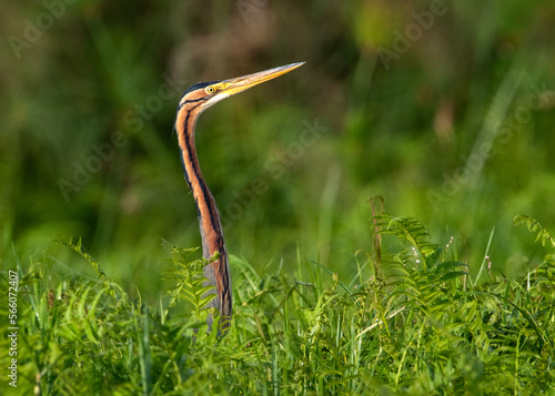 A Purple Heron stealthily peers through the ferns in Mabamba Swamp. photo