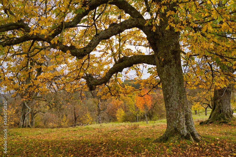 Herbstbild - Spaziergang in der Natur, buntes Laub und goldene Abendstunde