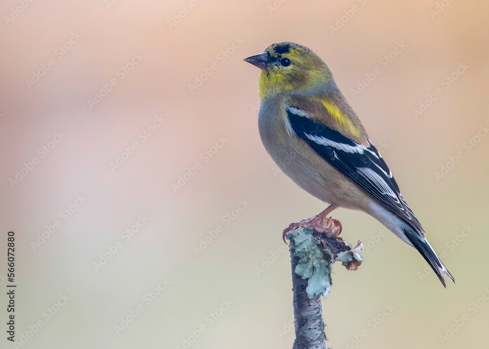Obraz premium Gold Finch Perched