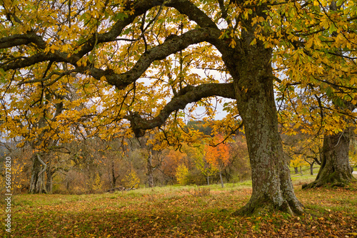 Herbstbild - Spaziergang in der Natur  buntes Laub und goldene Abendstunde