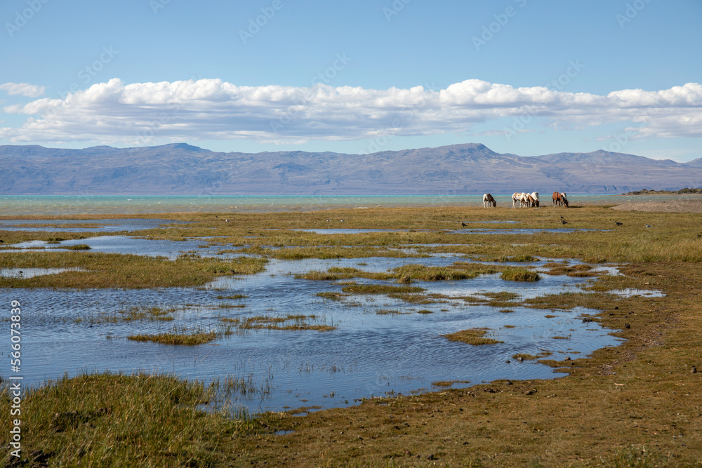 wild horses near a lake, Argentinian pampa landscape - obrazy, fototapety, plakaty 