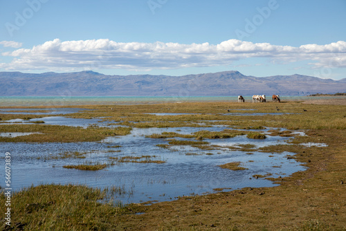 wild horses near a lake, Argentinian pampa landscape