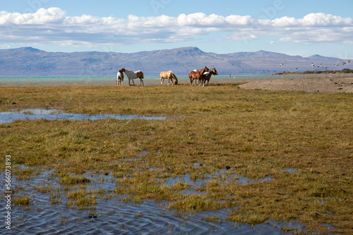 horses on a ranch near a lake, pampa in Argentina, Patagonia © PetraJPhoto