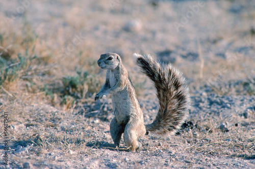 Squirrel, Namibia.