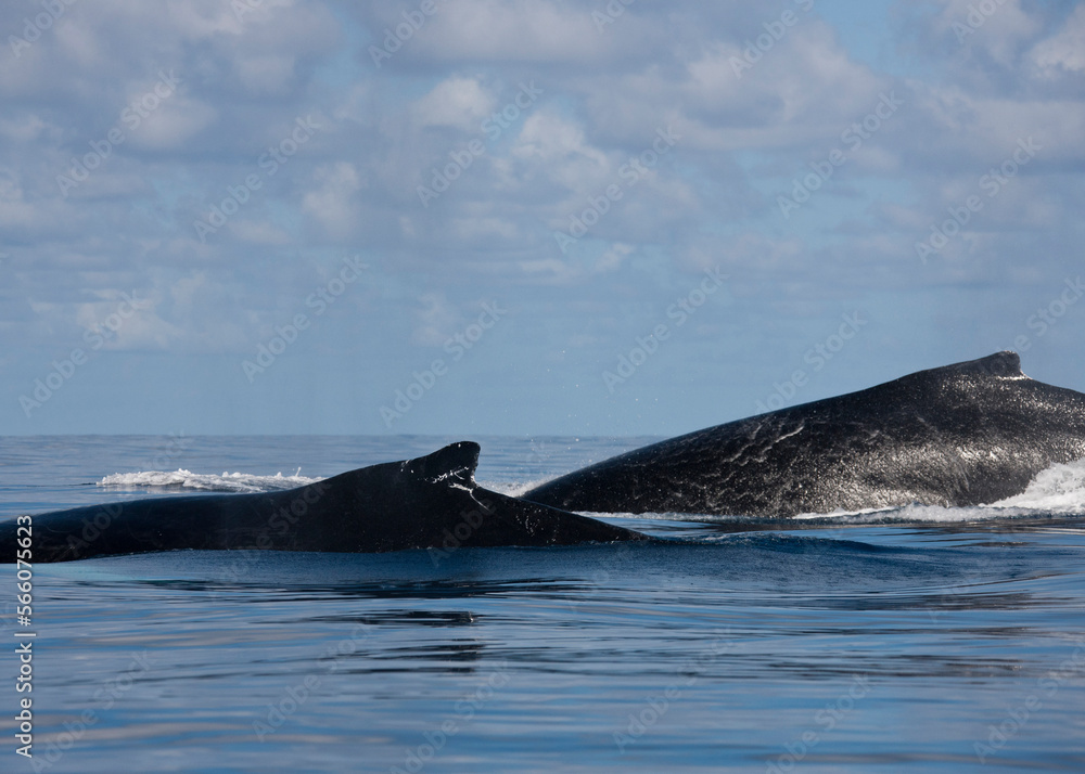 Humpback whales of the Silver Bank
The humpback whale (Megaptera novaeangliae) is a species of baleen whale Humpback whales of the Silver Bank
The humpback whale (Megaptera novaeangliae) is a species of baleen whale
