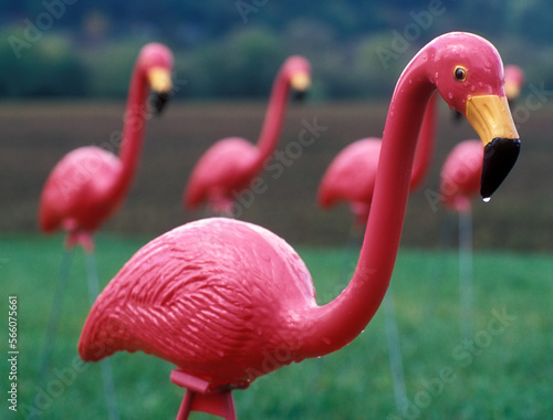 Plastic pink flamingos. photo