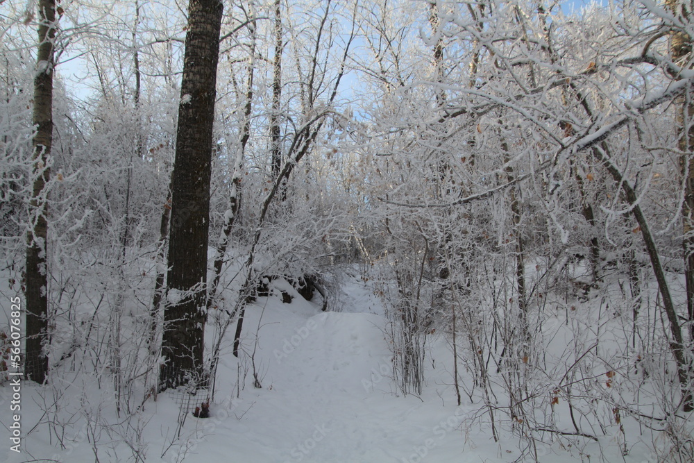 Winter Forst In The Forest, Gold Bar Park, Edmonton, Alberta Winter Forst In The Forest, Gold Bar Park, Edmonton, Alberta