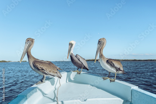 Fondo de pelicanos, fonos naturales, naturaleza mexicana. photo