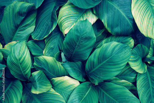 leaves of Spathiphyllum cannifolium  abstract green texture  nature background  tropical leaf