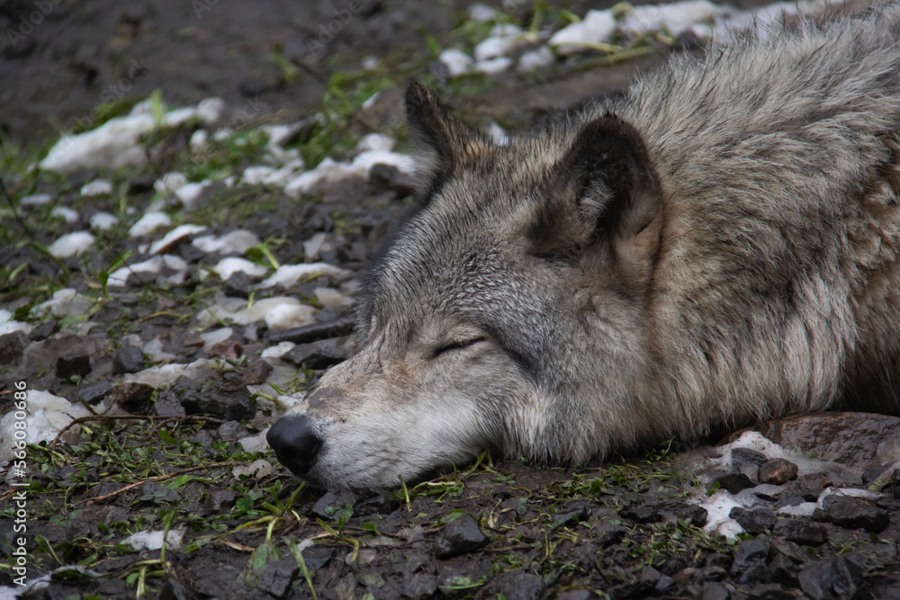 Portrait of a sleeping grey wolf Portrait of a sleeping grey wolf