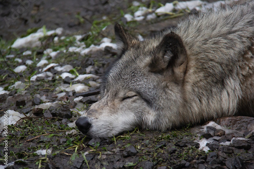 Portrait of a sleeping grey wolf