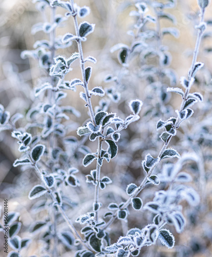 frost on branches in morning