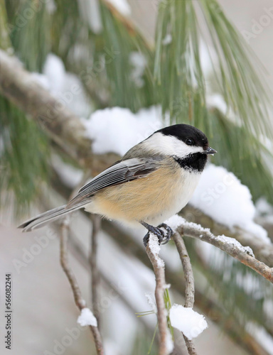 Black-capped chickadee sitting on a fir tree branch in winter, Quebec, Canada