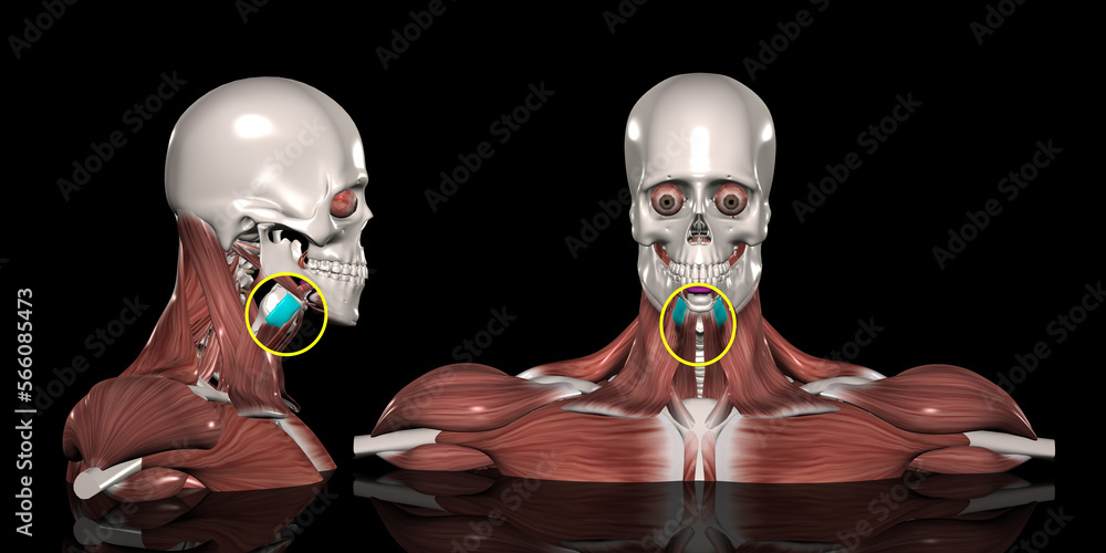 人体の頚部筋肉（甲状舌骨筋）