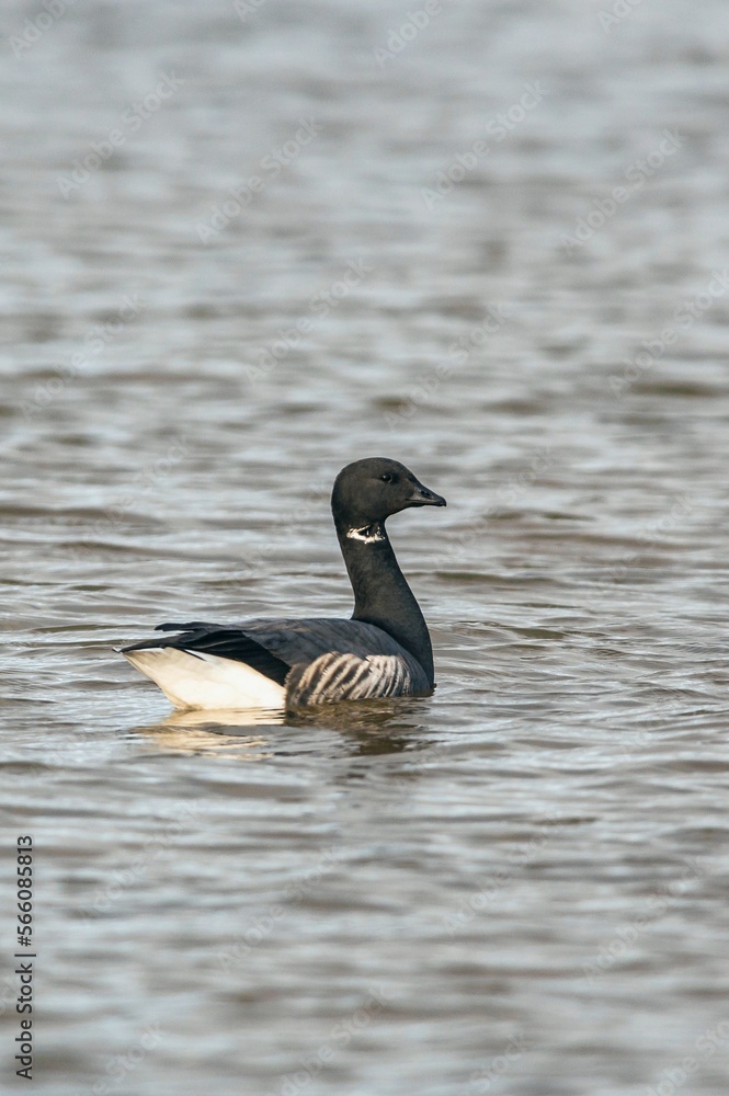 Brent Goose, Branta bernicla - Geese in the environment during winter migration Brent Goose, Branta bernicla - Geese in the environment during winter migration