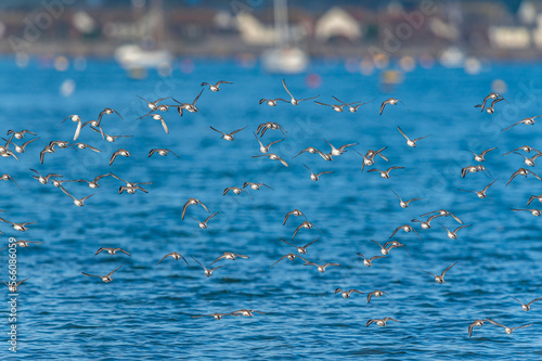 Dunlin  Calidris alpina - Dunlins in flight over environment during migration