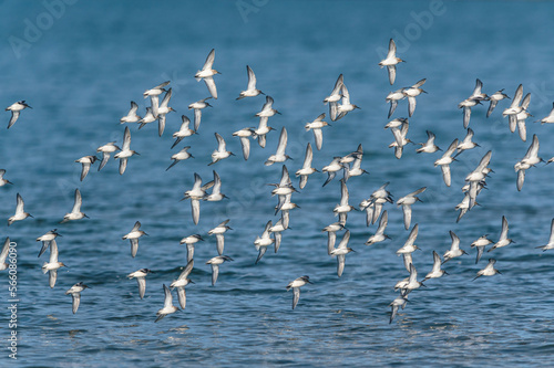 Dunlin  Calidris alpina - Dunlins in flight over environment during migration