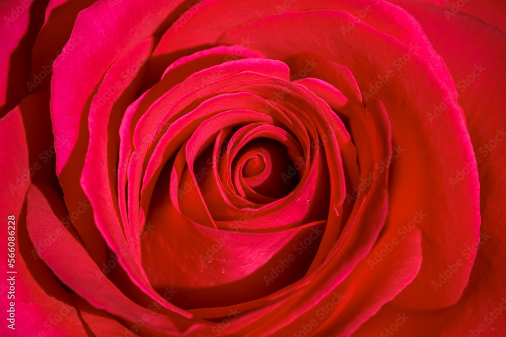 Beautiful red rose for valentines Beautiful red rose for valentines