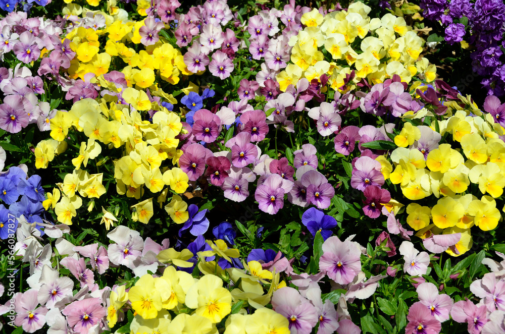 春の花壇 ビオラ サンショクスミレ 春の花壇 ビオラ サンショクスミレ